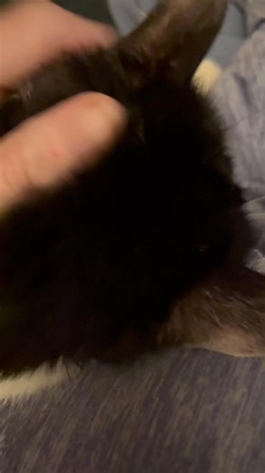 Sunday with Chessie | Merlin's Hope: Ragdoll Rescue