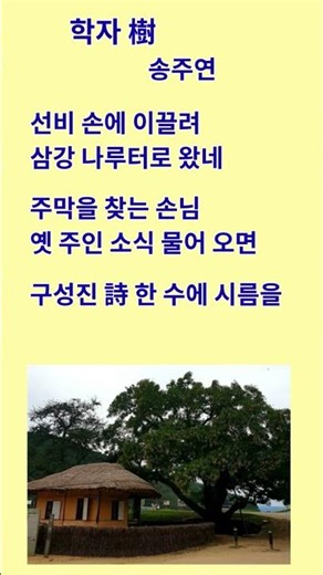 시 한 수에 담긴 오래된 이름 | 디카시 : 학자수(樹) #디카시 #학자수 #그리움 #기억 #위로