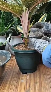 Air Layering Propagation| Guide for beginners #plantpropagation #gardening #airlayering Mamalyn's Garden | Mamalyn's Garden