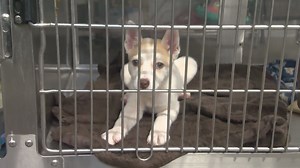 Flooding causes influx of dogs at Fresno County’s animal shelter