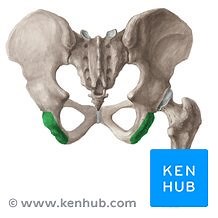 Ischial tuberosity