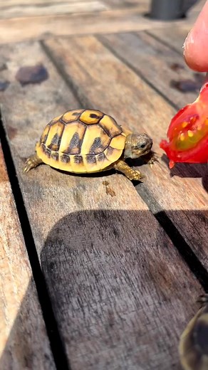 25K views · 1.2K reactions | GO GO NONO!  It's Nono Turtle taking a big bite out of his tomato! @nono_turtle He's doing so well 沈 Turtles loveeee tomatoes!  They must eat ripe tomatoes though, because green tomatoes are actually toxic to them!  | No Meat May | Facebook