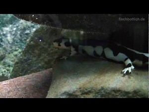 [HD] Kaiser's Spotted Newt / Zagros-Molch @ Allwetterzoo Münster [30/30]