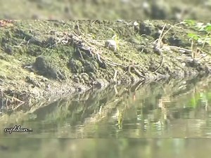 mancing ikan gabus besar,sambaran besar | Mancing mania mantap