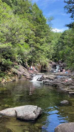 River swims lil friends 🐍 📍Aongatete #nzsummer #bayofplenty #riverswim