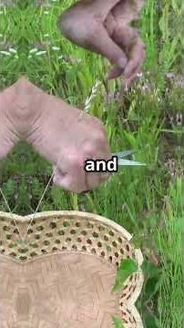 Discover the many uses of Red Clover, edible and medicinal!