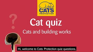 Is your home in the midst of building works? 🏠 Our feline Behaviour Manager Daniel is teaching us all about the potential signs of stress that you should look out for in your cat during this time. 🐱 Join in with our quiz and let us know how you do! | Cats Protection