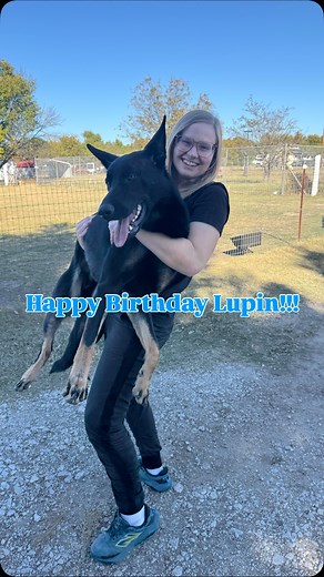 Happy Birthday to one the of greatest dogs I’ve ever met 🫶🏻 can’t wait to see what you accomplish & see where you take me during this next year of your life bubbies 🥰 Happy Birthday to the rest of the fantastic L litter! @z.tykev.vino.german.shepherds We made it through the 1st year y’all! YAY! I know I’m not the only one who’s happy that the puppy terrors are OVER! 😂😂 Here’s to another wild year with our remarkable GSDs! - #dogtrainer #dogtraining #barkday #hbd #happybirthdaytoyou #biteclu
