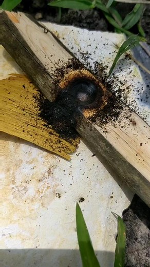 Ryan Gill (@huntprimitive)’s videos with original sound - Ryan Gill