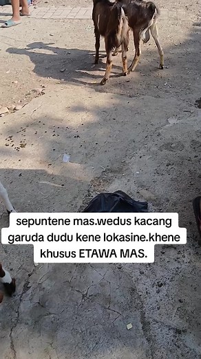 kang mus chanel (@kang_mus_chanel)’s videos with suara asli - kang mus chanel