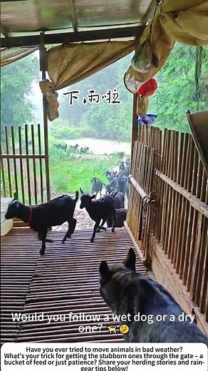 Rainy Day Sheep Herding – Driving the Flock to Shelter 🐑🌧️