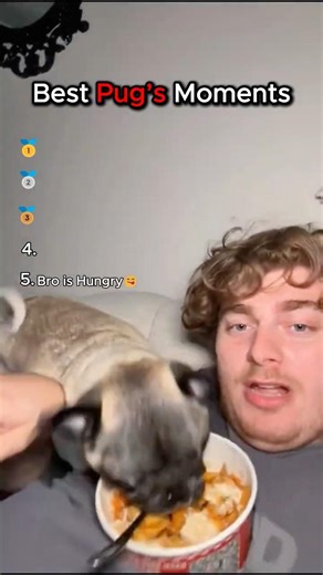 Ranking Best Pugs Moments #funny #dogs #shorts