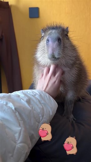 Discover the Calm and Comfort of Capybaras