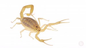 3.6K views · 83 reactions | The striped bark scorpion is one of the...