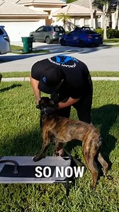 14K views · 175 reactions | Proper Use of Pinch and Martingale Collars in Dog Training | Mr David - Dog Lover | Facebook