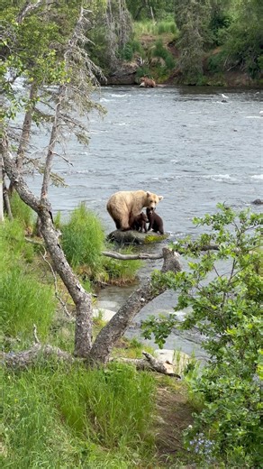 Grazer and her two cubs of the year on the Brooks River, near the Riffles. Willy and our group had an amazing day visiting Brooks Camp this week, the weather cooperated and there were lots of bears. We visit Brooks Camp in July and September every year, but most of our trips are to the east side of Katmai National Park, which is quite close to Kodiak Island. #katmainationalpark #katmai #katmaibears #bears #travelalaska #alaskawildlife #alaskanadventures #wilflifeonearth #alaskaphotography #anima