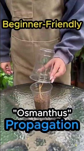 What is the SECRET to Rooting Osmanthus Successfully?