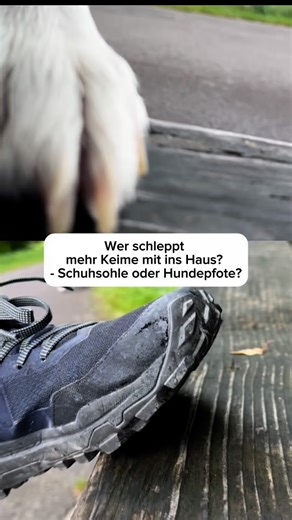 Jessi Farger | Wissenschaftlerin & Hundemom on Instagram: "💡Auflösung in wenigen Tagen Was denkst du? 🤓 auf welcher Seite wächst mehr? Pfote oder Schuh? 🤫Spoiler: ich hab auch noch einen zweiten Abstich gemacht und auf ein Selektionsmedium aufgebracht, auf dem nur Salmonellen, E.coli und Co wachsen _______________________ @wissen_macht_wau ist der Hundeblog auf Basis der Wissenschaft- ich recherchiere, damit du es nicht tun musst #hunde #hundeaufinstagram #hundeglück #hundemachenglücklich"