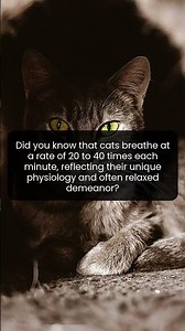 Discover the surprising secrets behind a cat's calm breathing pattern