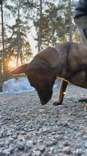 Learn how to train a focused and reliable passive indication for detection and tracking dogs! The package includes the full online course that shows you all the steps of how to train a sit and stare indication for detection and tracking dogs. All the steps includes both short theoretical and practical instructions. The course starts with a module of reward development and other preparations that are needed to start up the indication training. The package also includes five full and updated webin