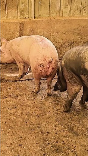 The secret of step by step instructions#@ 44