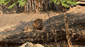 Male Lion Shows Off His Food Stock Footage Video (100% Royalty-free) 3732035019 | Shutterstock