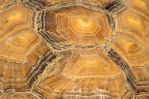 Do Turtles Have Scales? (Why And What Are They For?)