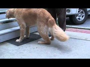 Common Calcanean Tendon Rupture