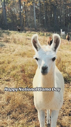 🦙❤️😍 We’ve got a whole llama love for this species! Did you know? Llamas are very loyal companions, forming strong bonds, and enjoy human attention. Their protective instincts make them great guardians for other livestock! #fyp #loyalty #llama #georgia #atlanta #Atlantasafaripark | Atlanta Safari Park
