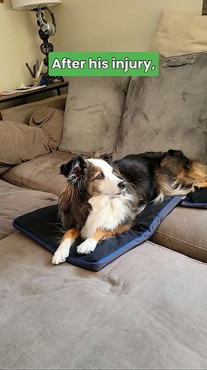 9.5K views · 50 reactions | Bring the best of veterinary care into...