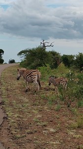 28K views · 782 reactions | Zebra mom and baby #wild #epic #wildlife #nature #animals #amazing #viral #trend | African Bush Kingdom | Facebook