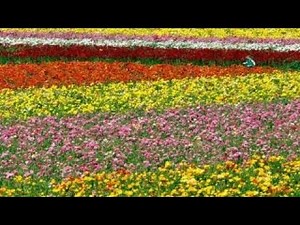 Farmgirl Flowers: A fierce business model for flowers