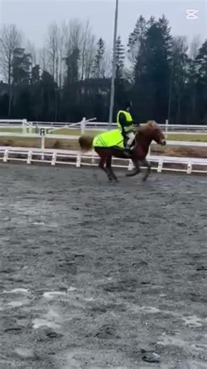 FASTT #horse #ponymalta #equestrian #equestrianjourney #pony #horsetrack #riding
