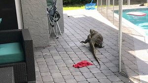 9.1K views · 61 reactions | This "monster" monitor lizard is menacing a Florida family in the backyard. "We haven’t captured it yet and we’ve been diligently trying." Read more: https://hrld.us/2woLo4r | Miami Herald | Facebook