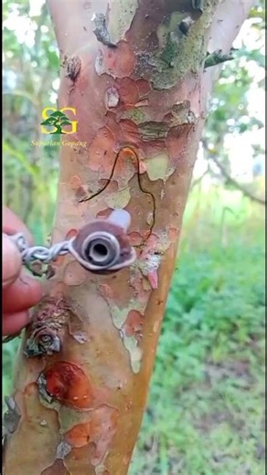 plant grafting technic #craft #satisfying #treegrafting #diycraft #fruit #plantgrafting #viral