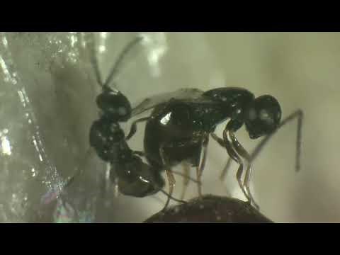 Nature's Own Fly Control - Muscidifurax sp. parasitic wasps mating