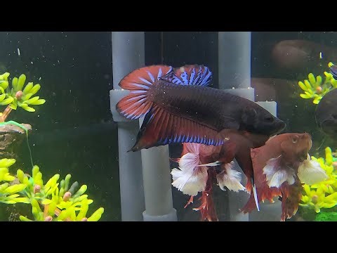 Amazing Betta Fish Fight Display | Rare Betta Colors Showdown! 🐠🔥