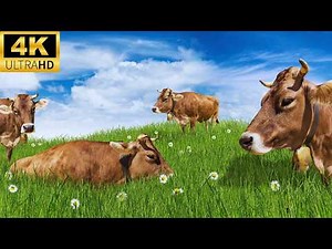 Relax with Nature: 4K Cows in Pastures 🐮🌿21 Hours Cows Grazing & Mooing compilation