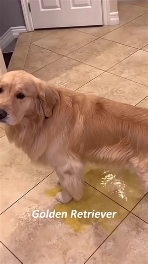 Funny Golden Retriever Moments That Will Make You Laugh