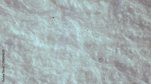 Bleached cellulose under the microscope. Raw material for the production of high quality paper and banknotes. Wood fibers treated with chemical reagents