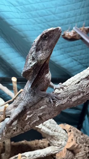 🦗 🦖 #clamidosaurio #reptilian