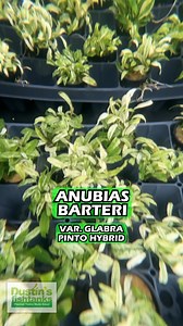 Anubias barteri var. glabra "pinto" hybrid is available for sale! Shop Now! EPIC VARIEGATION! Hardy and FULL Portions. You will get ONE pot with enough anubias to break up into about three parts. We have kept this plants under higher light conditions. (Hey- we have a greenhouse. life is good.) We have found this anubias like ALL Anubias likes a tad more waterflow. DON'T Plant the rhizome down in the substrate or you might kill it. Grab some. I am not sure how long these will last or if I can get