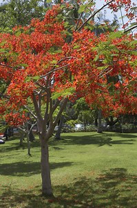 How to Care for a Royal Poinciana Tree