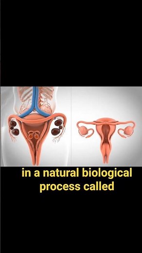 How a Baby Is Made | Human Reproduction Process Explained (Educational Animation)