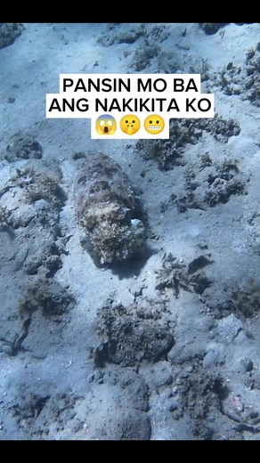 CUTTLEFISH forming Camouflage😱😱😱 #fyp #viral #trending