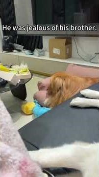 When Dogs Get Way Too Dramatic 😂 Funniest Dog Meltdowns and Overreactions