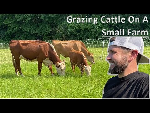 Building A Rotational Grazing Paddock | Raising Cattle 101 | Small Farm