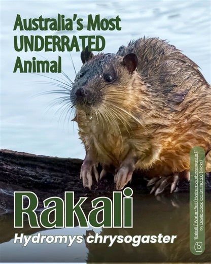 7.1K views · 172 reactions | 磊Voted Australia’s most underrated...