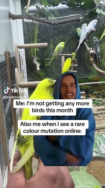 Building an Aviary for Rare Color Mutation Budgies