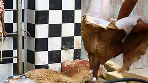 Muslims Help Halal Slaughtering Sheep During Stock Footage Video (100% Royalty-free) 19539826 | Shutterstock